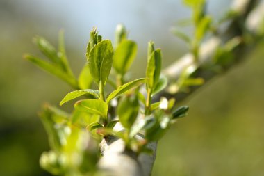 Söğüt (Salix fragilis çatlamak)