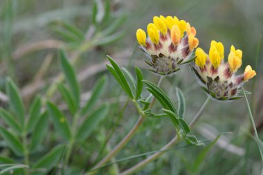 Böbrek Burçak (Anthyllis vulneraria)