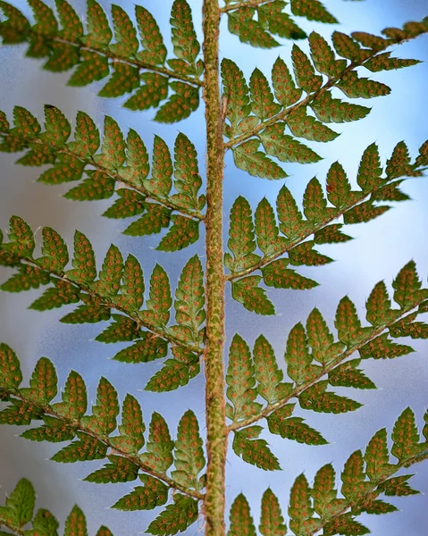 Mjuka skölden ormbunke (Polystichum setiferum) undersida ormbunksblad — Stockfoto