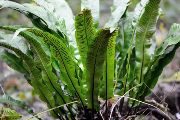 Hart's-Tongue fern (jelení jazyk celolistý) — Stock fotografie