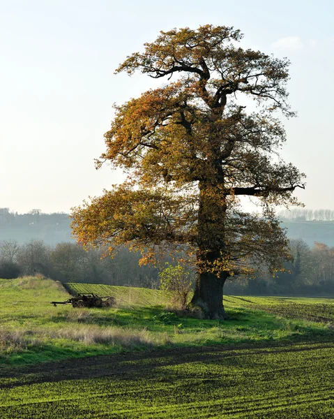 Roble pedunculado (Quercus robur) en tierras de cultivo — Foto de Stock