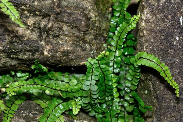 イチョウ spleenwort (チョウセンシダ マメゴケシダの ssp quadrivalens) — ストック写真