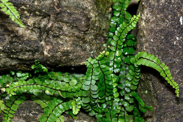 Maidenhair spleenwort (Asplenium trichomanes ssp. quadrivalens)