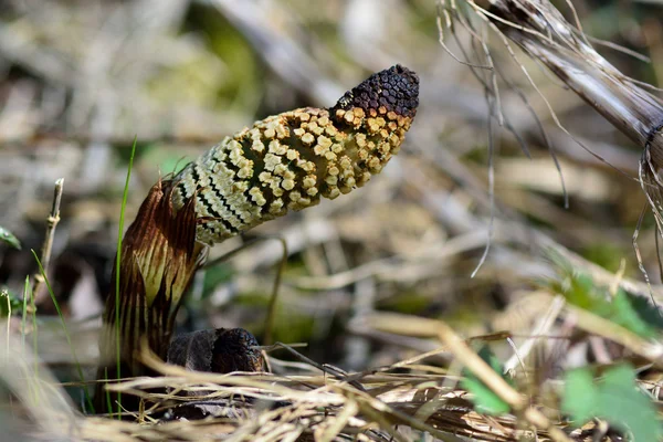 Grande cavalinha (Equisetum telmateia ) — Fotografia de Stock