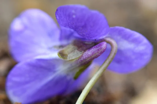 Ранній собачий фіолетовий (Viola reichenbachiana) шпори — стокове фото