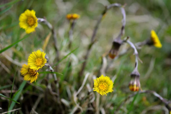 Tussilage (Tussilago farfara) — Photo