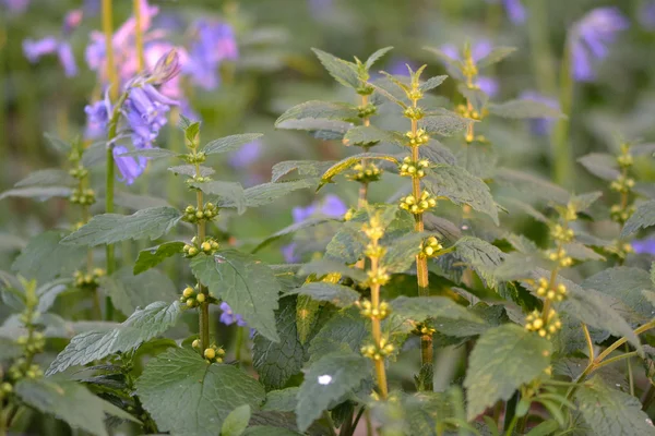 Желтый архангел (Lamium galeobdolon ) — стоковое фото