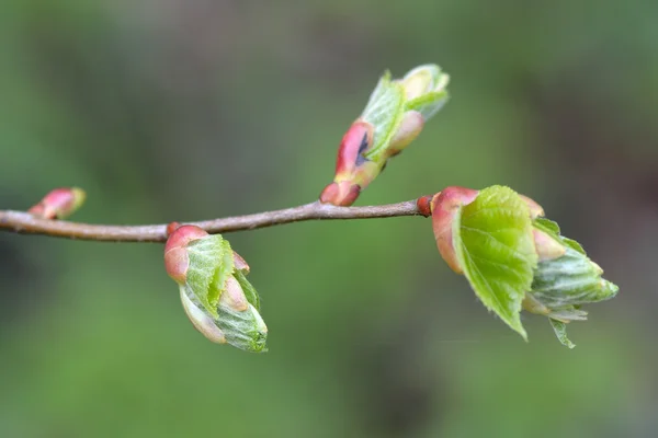 Kireç (Tilia cordata küçük yapraklı) — Stok fotoğraf