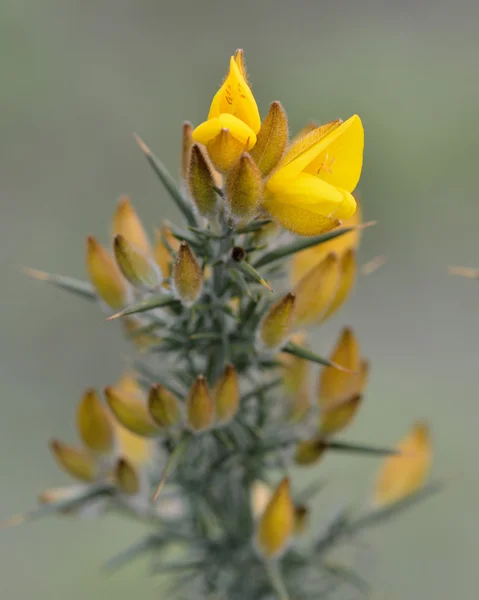 Gorse (Ulex europaeus) — Zdjęcie stockowe