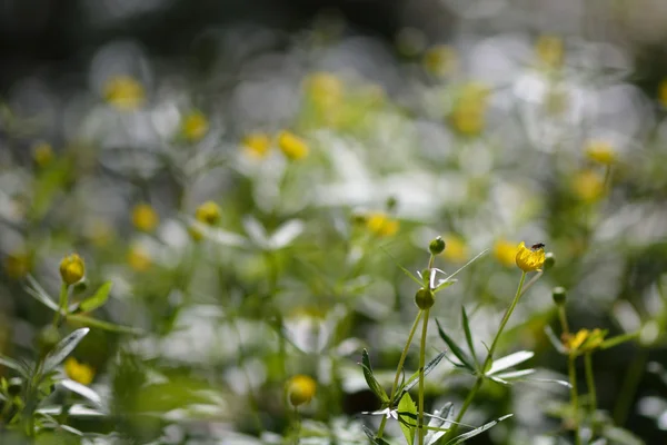 Златовласка лютик (Ranunculus auricomus agg .) — стоковое фото