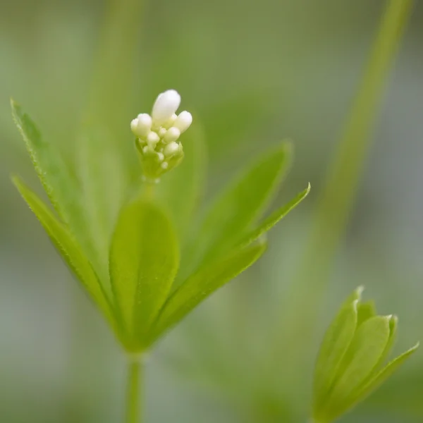 Pąki kwiatowe wonna (Galium odoratum) — Zdjęcie stockowe