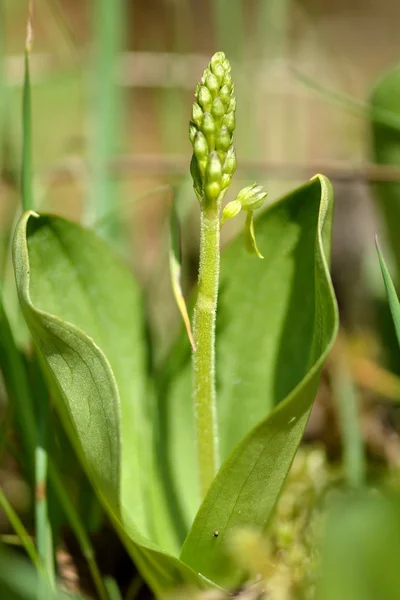 Hoja torcida común (Neottia ovata ) — Foto de Stock