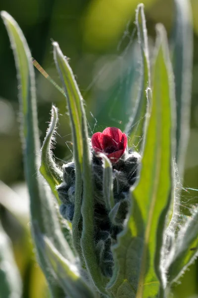 Hound's-tongue (Cynoglossum officinale)