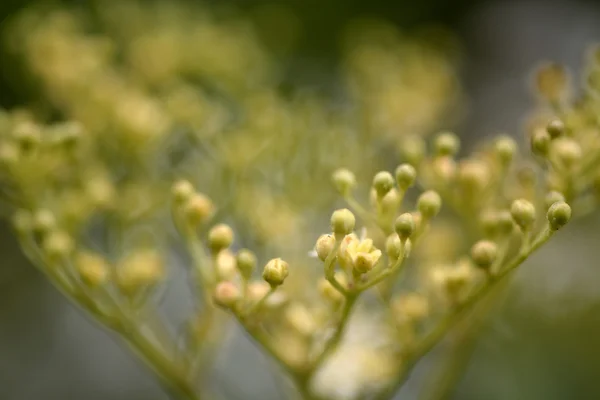 Oudere (Sambucus nigra) — Stockfoto