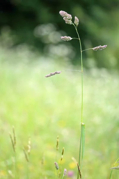 Kohout-noha (Srha glomerata) — Stock fotografie