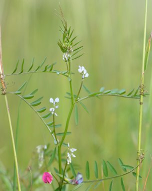 Kıllı dara (Vicia hirsuta)