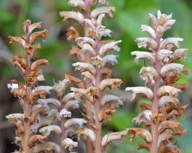 Ivy broomrape (Orobanche hederae) yakın çekim çiçek