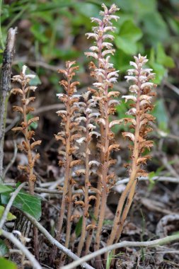 Ivy broomrape (Orobanche hederae) grubu