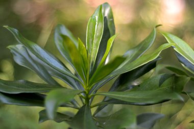 Spurge defne (Daphne laureola)