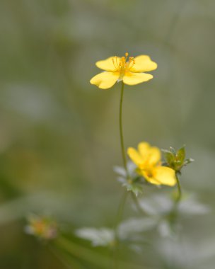 Tormentil (Potentilla erecta)