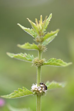 Gypsywort (Lycopus europaeus) ve kalın bacaklı hoverfly (Syritta pipiens)