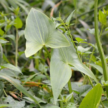 Ok ucu (Sagittaria sagittifolia)