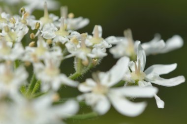 Hogweed (Heracleum sphondylium)