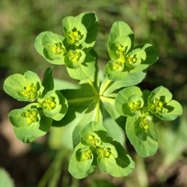 Güneş Spurge (Euphorbia helioscopia)