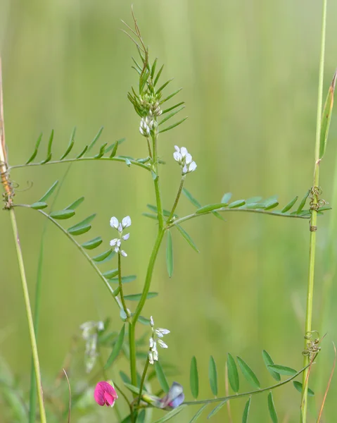 Волосатая смола (Vicia hirsuta ) — стоковое фото