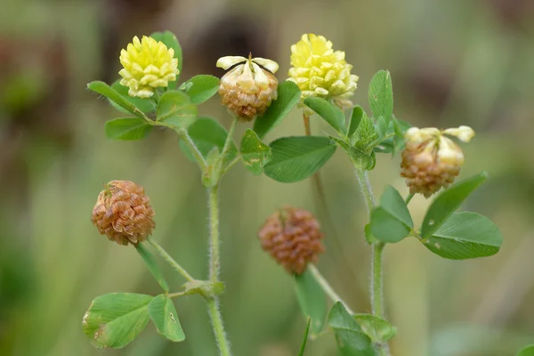 Hop trefoil (Trifolium campestre) — Stock Photo, Image