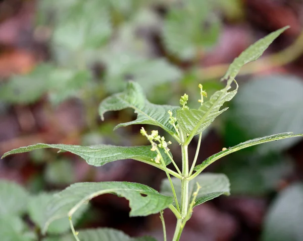 Годовая ртуть (Mercurialis annua ) — стоковое фото