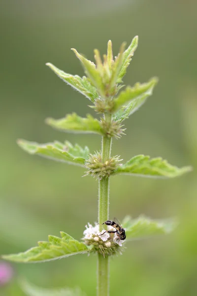 Gypsywort (Lycopus europaeus) és vastag lábú hoverfly (Syritta-pipiens) — Stock Fotó