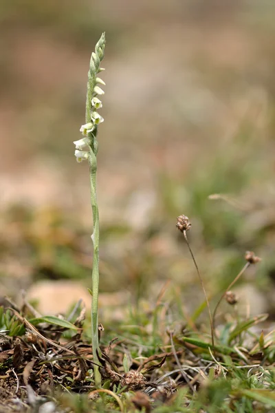 Autumn lady's-tresses (Spiranthes spiralis) in flower — Stock Photo, Image