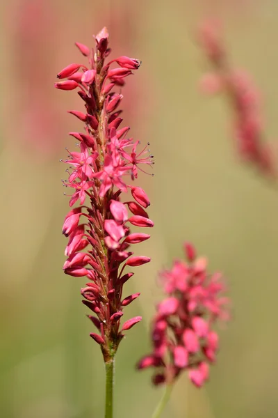 Bistort rojo (Persicaria amplexicaulis ) — Foto de Stock