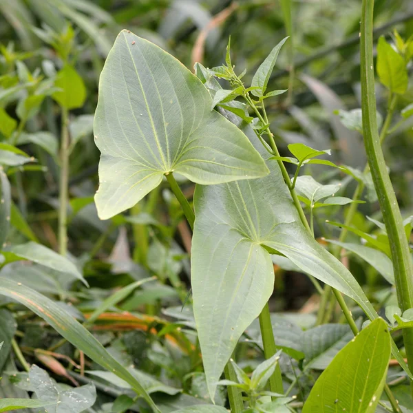Arrowhead (Sagaria hittifolia) ) — стоковое фото