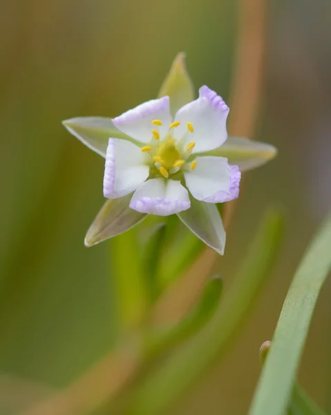 Větší moře spurrey (Spergularia média) detail květu — Stock fotografie