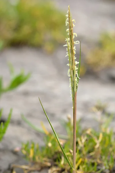 Common cord-grass (Spartina anglica) flower stem — Stock Photo, Image