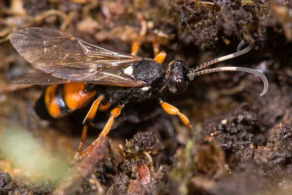 Ichneumon sarcitorius parazitické vosy — Stock fotografie