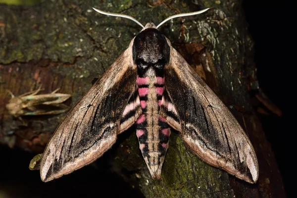 Privet hawk-moth (Sphinx ligustri) — Stockfoto