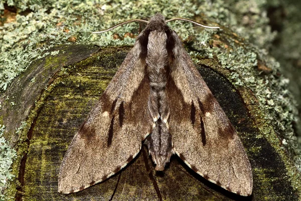 Borovice jestřáb motýl (Hyloicus pinastri) z výše uvedených — Stock fotografie