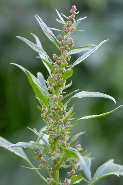 Красная гусеница (Chenopodium rubrum) ) — стоковое фото