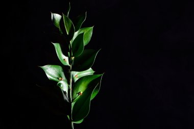 Kasap süpürgesi (Ruscus aculeatus)