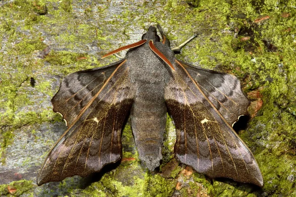 Polilla halcón álamo (Laothoe populi) desde arriba —  Fotos de Stock