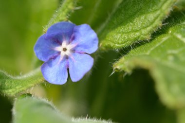 Yeşil alkanet (Pentaglottis yaprak)