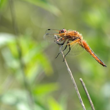 Kıt chaser (Libellula fulva)