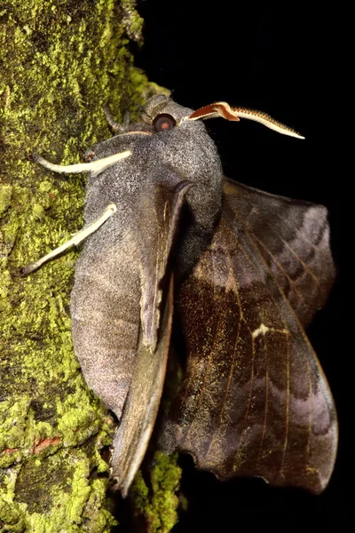 L'héliotin du peuplier (Laothoe populi) de profil — Photo