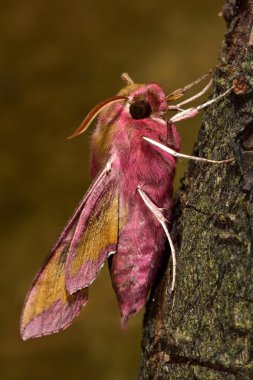 Küçük fil Şahin-güve (Deilephila porcellus) profil