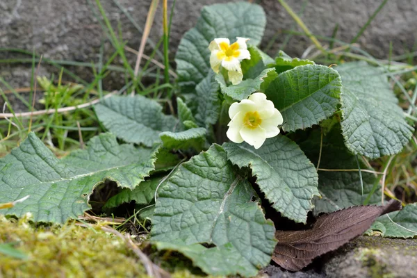 Prímula vulgar (Primula vulgaris ) — Fotografia de Stock