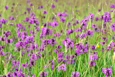 Bir çayırda büyüyen betony (Betonica officinalis)
