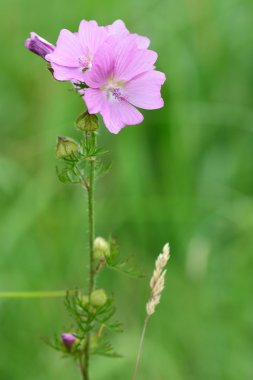 Misk mallow (Malva moschata)